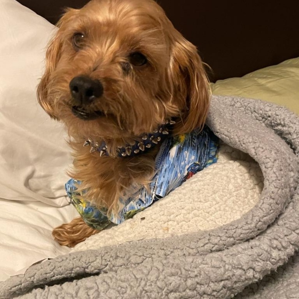 Meet your Posher, Cheryl